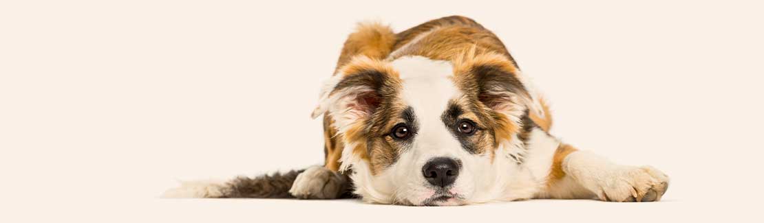Hunde