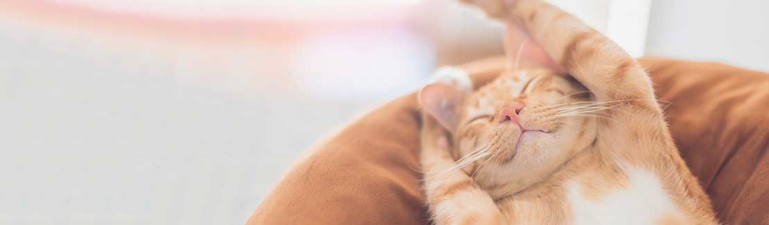 Katzen